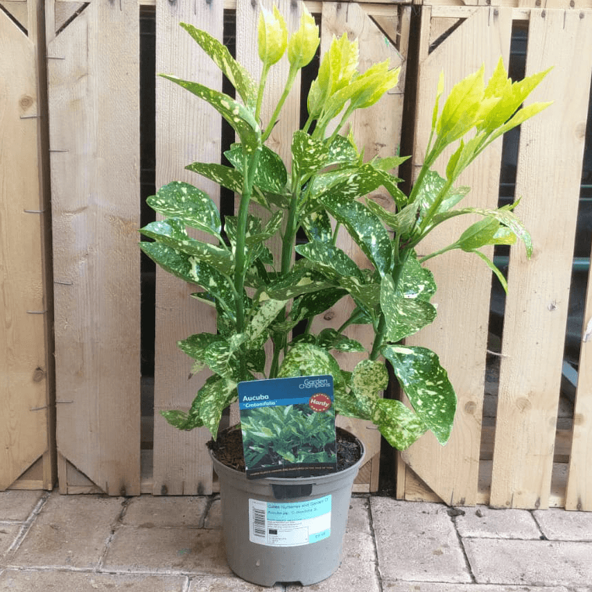 Aucuba japonica 'Crotonifolia'