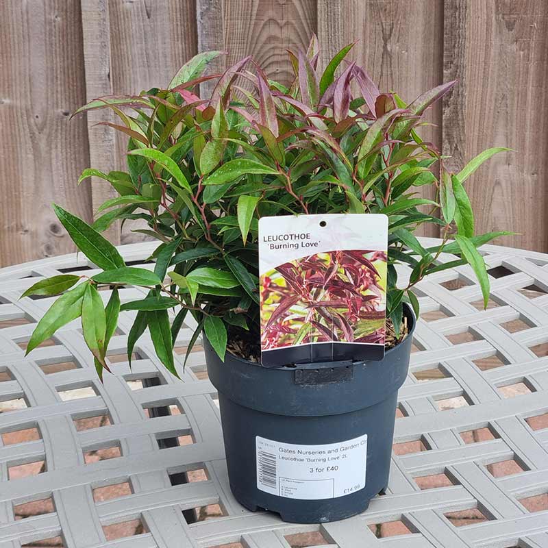 Leucothoe ‘Burning Love’ (2-Litre Pot)