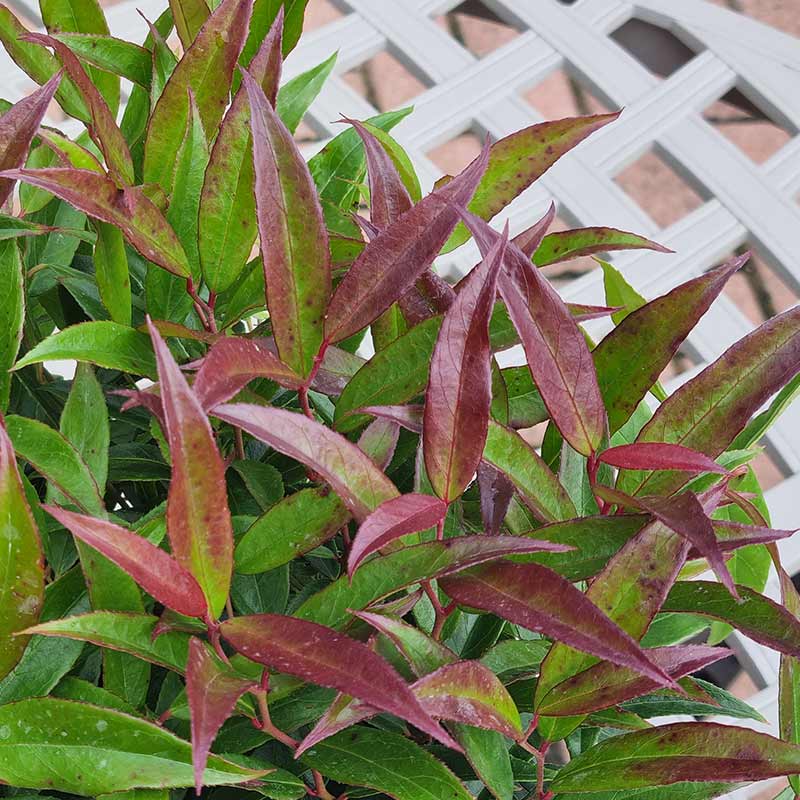 Leucothoe ‘Burning Love’ (2-Litre Pot)