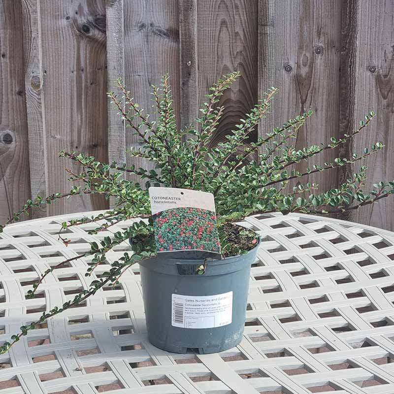 Cotoneaster ‘Horizontalis’ (3-Litre Pot)
