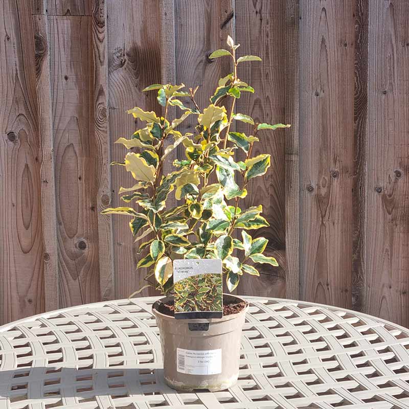Elaeagnus x ebbingei ‘Viveleg’ (3-Litre Pot)