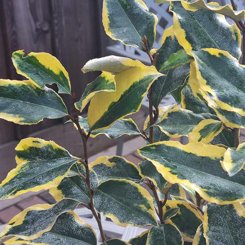 Elaeagnus x ebbingei ‘Viveleg’ (3-Litre Pot)