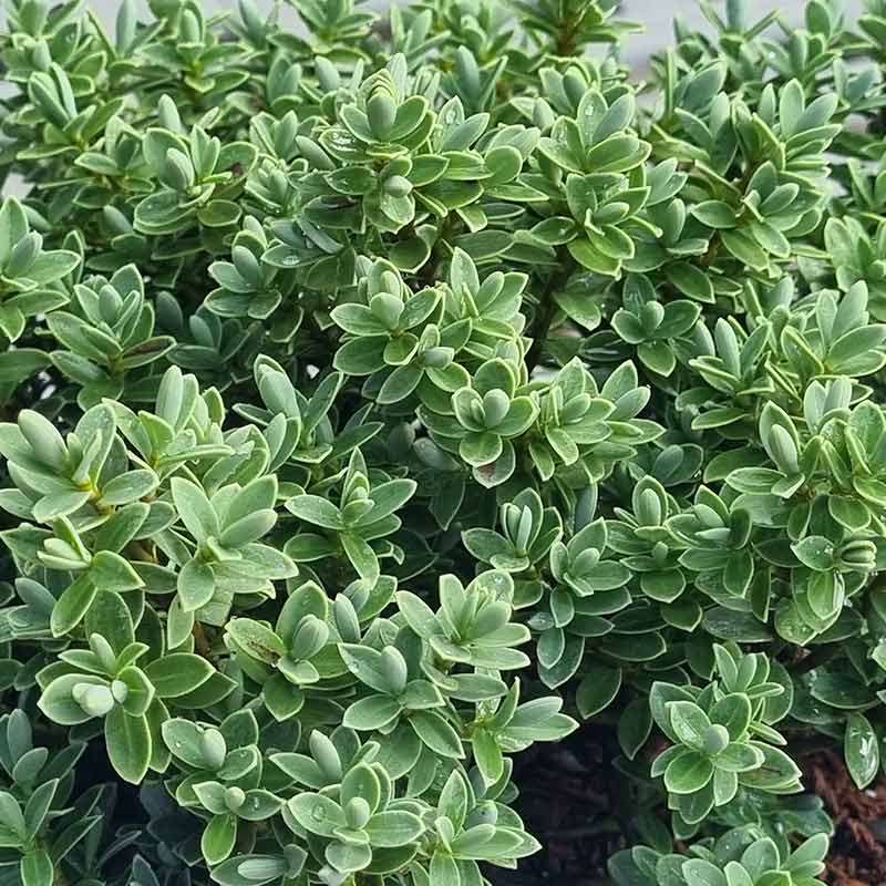 Hebe ‘Sutherlandii’ (2-Litre Pot)