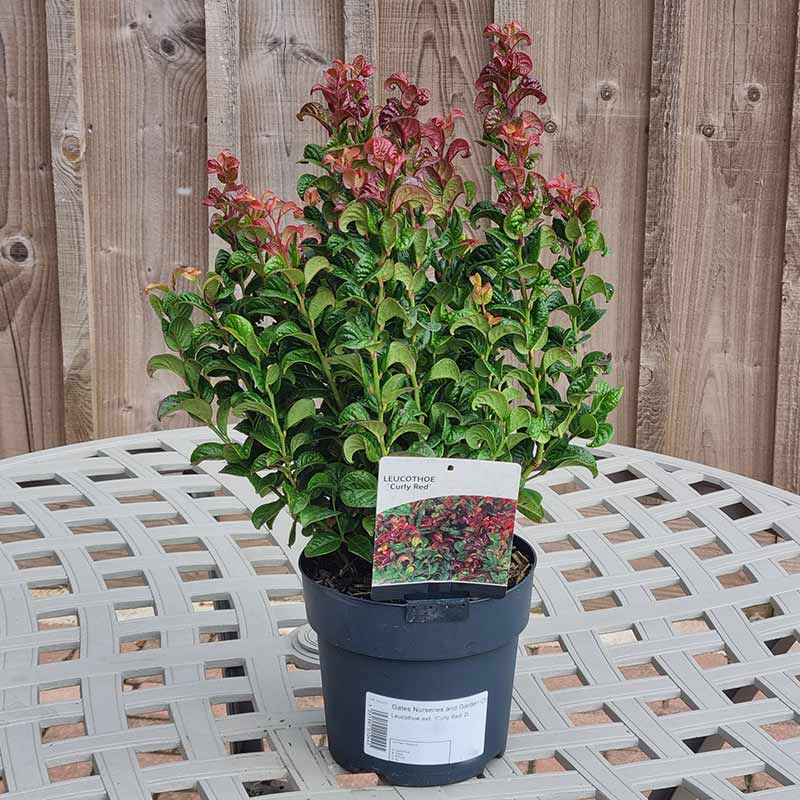 Leucothoe axillaris ‘Curly Red’ (2-Litre Pot)