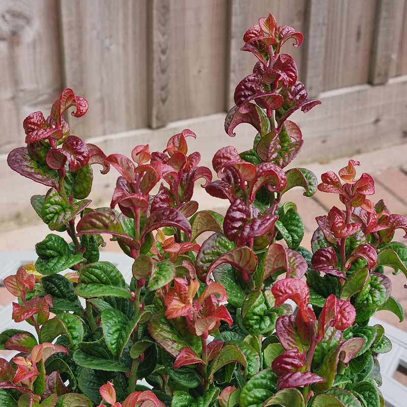 Leucothoe axillaris ‘Curly Red’ (2-Litre Pot)